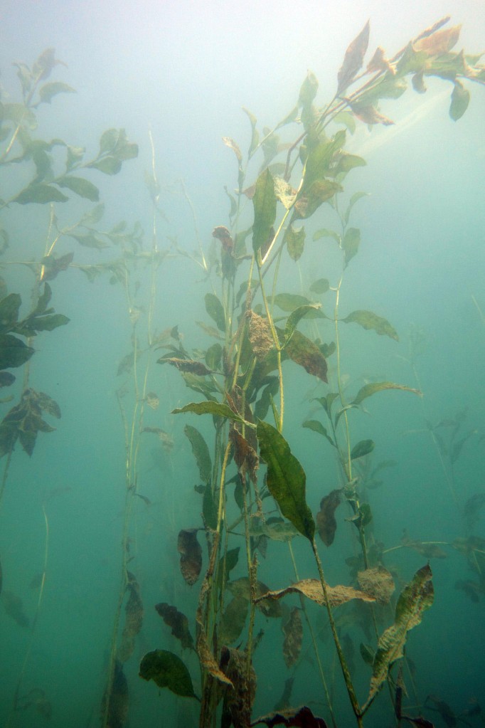 Wasserpflanze unter Wasser Potamgogeton