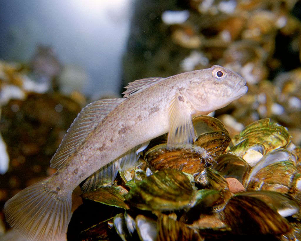 Eine invasiver Fisch, die Schwarzmund-Grundel, liegt unter Wasser auf einer Muschelbank.