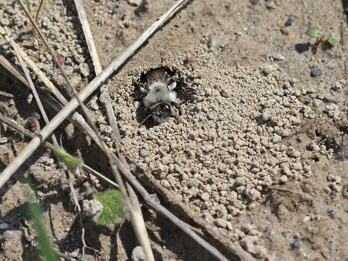 Wildbiene am Boden beim Nest.