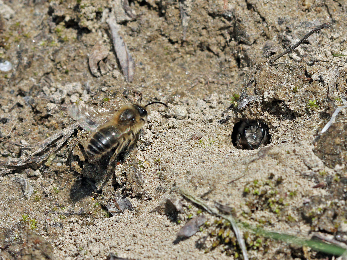 Wildbiene am Boden beim Nest.